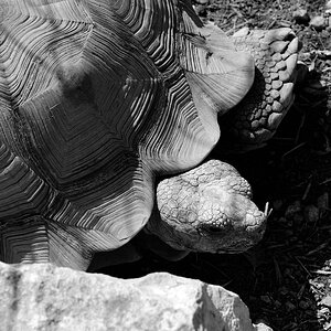 turtle
