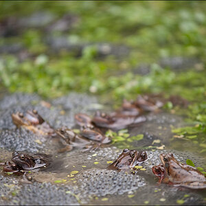 Frosch2DSC 9980