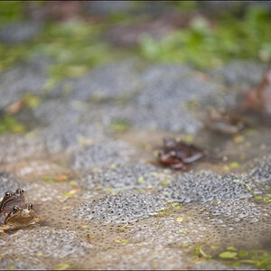 Frosch2DSC 9984