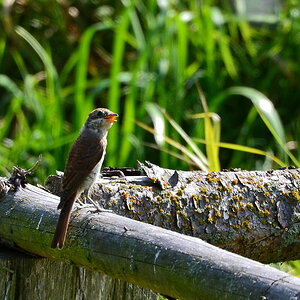 2013 08 24 Steinuder Meer (892)