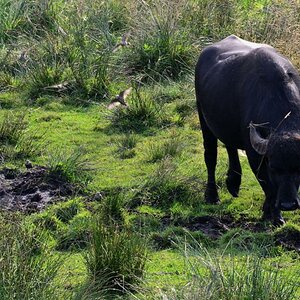2013 08 24 Steinuder Meer (993)