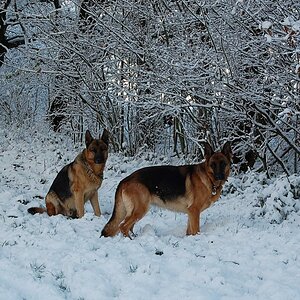 Senta und Castor