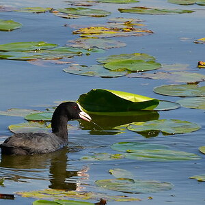 2013 09 05 Steinhuder Meer (1067)