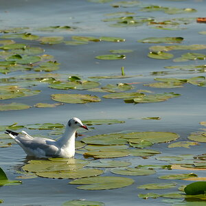 2013 09 05 Steinhuder Meer (1076)