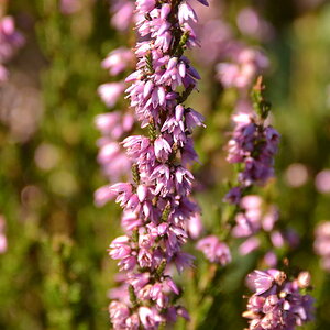 2013 09 05 Steinhuder Meer (1105)