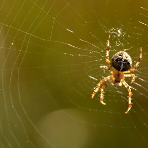 2013 09 05 Steinhuder Meer (1162)