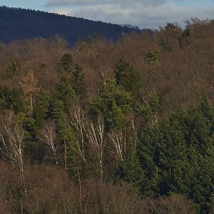 Wald