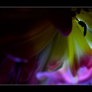 Tulpe PZ16507