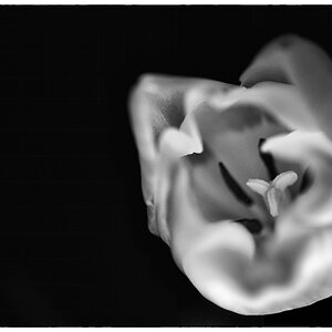 Tulpe PZ16509
