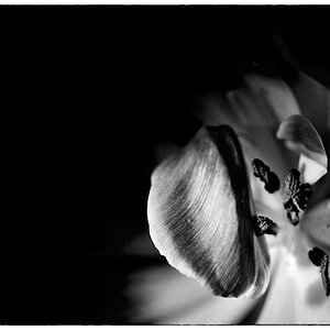 Tulpe PZ16512