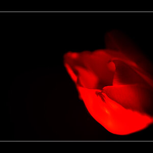 Tulpe PZ16531