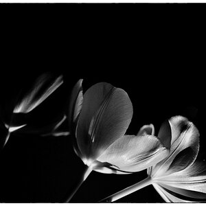 Tulpe PZ16533