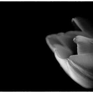 Tulpe PZ16547