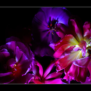 Tulpe PZ16550