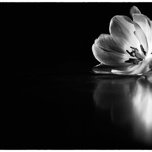 Tulpe PZ16557