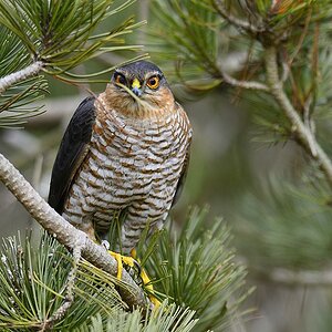 2014 01961