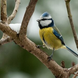 Blaumeise