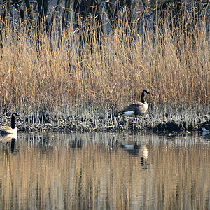 DSC 0568 khg