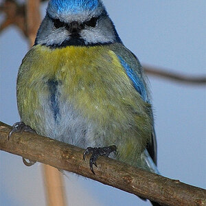 Blaumeise