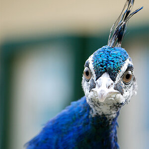 Pfau