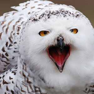 Schneeeule