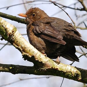 Amsel