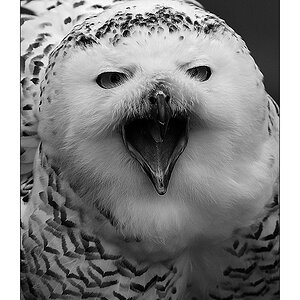 Schneeeule