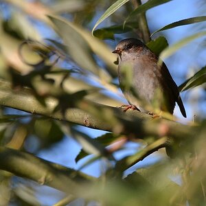 2013 10 02 Steinhuder Meer (1384)