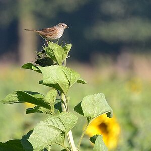 2013 10 02 Steinhuder Meer (1397)