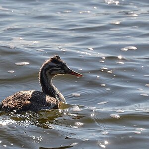 2013 10 02 Steinhuder Meer (1472)