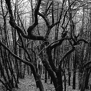 Wald