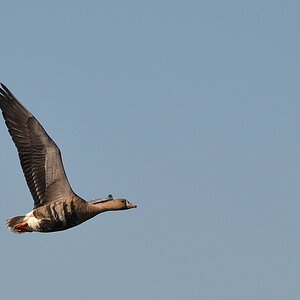 2013 10 02 Steinhuder Meer (1684)