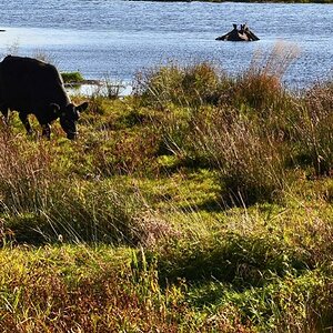 2013 10 02 Steinhuder Meer (1801)