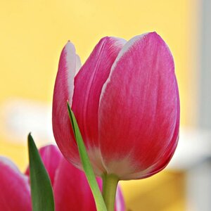 Tulpen im Frühjahr