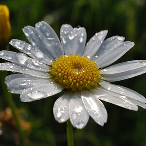Margarite im Morgentau