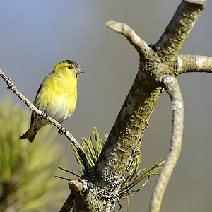 2014 02113