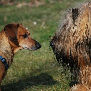 Hundebegegnung