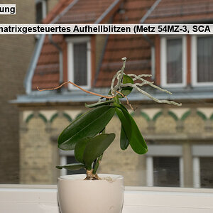 03   Matrixmessung   Blitz  TTL matrixgesteuertes Aufhellblitzen (Metz 54MZ 3, SCA 3402 M10)