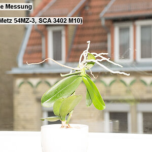 06   Mittenbetone Messung   Blitz  TTL (Metz 54MZ 3, SCA 3402 M10)