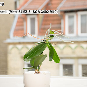 09   Spotmessung   Blitz  Automatik (Metz 54MZ 3, SCA 3402 M10)