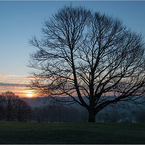 baum1