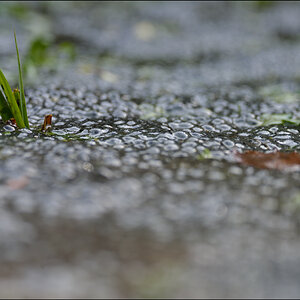 Frosch3 PZ17030