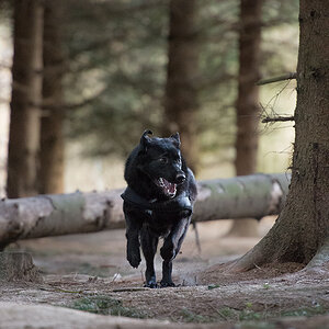 waldhund