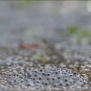 Frosch3 PZ17031