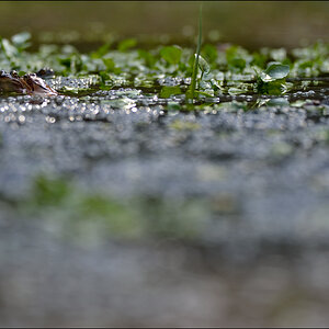 Frosch3 PZ17032