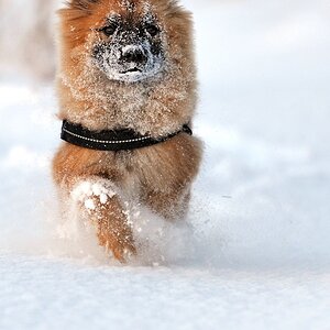 Aika im Schnee