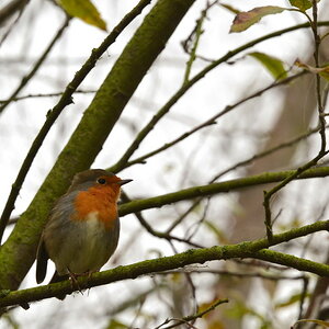 2013 11 21 Steinhuder Meer (1843)