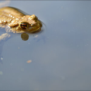 Frosch4 PZ17075