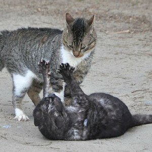 Katzenkampf