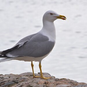 Möve